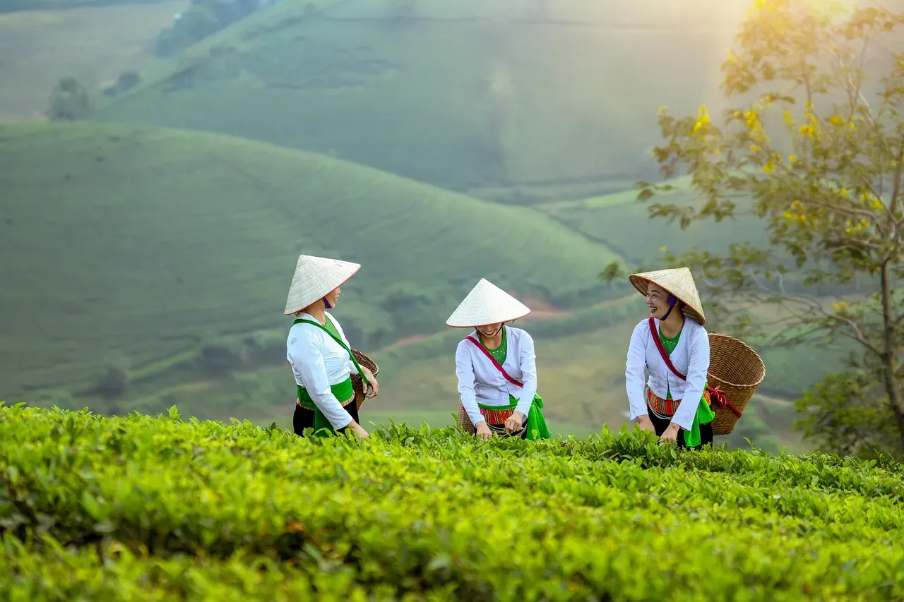 From Foragers to Farmers: A New Kind of Human Stress (Image Credits: Pixabay)