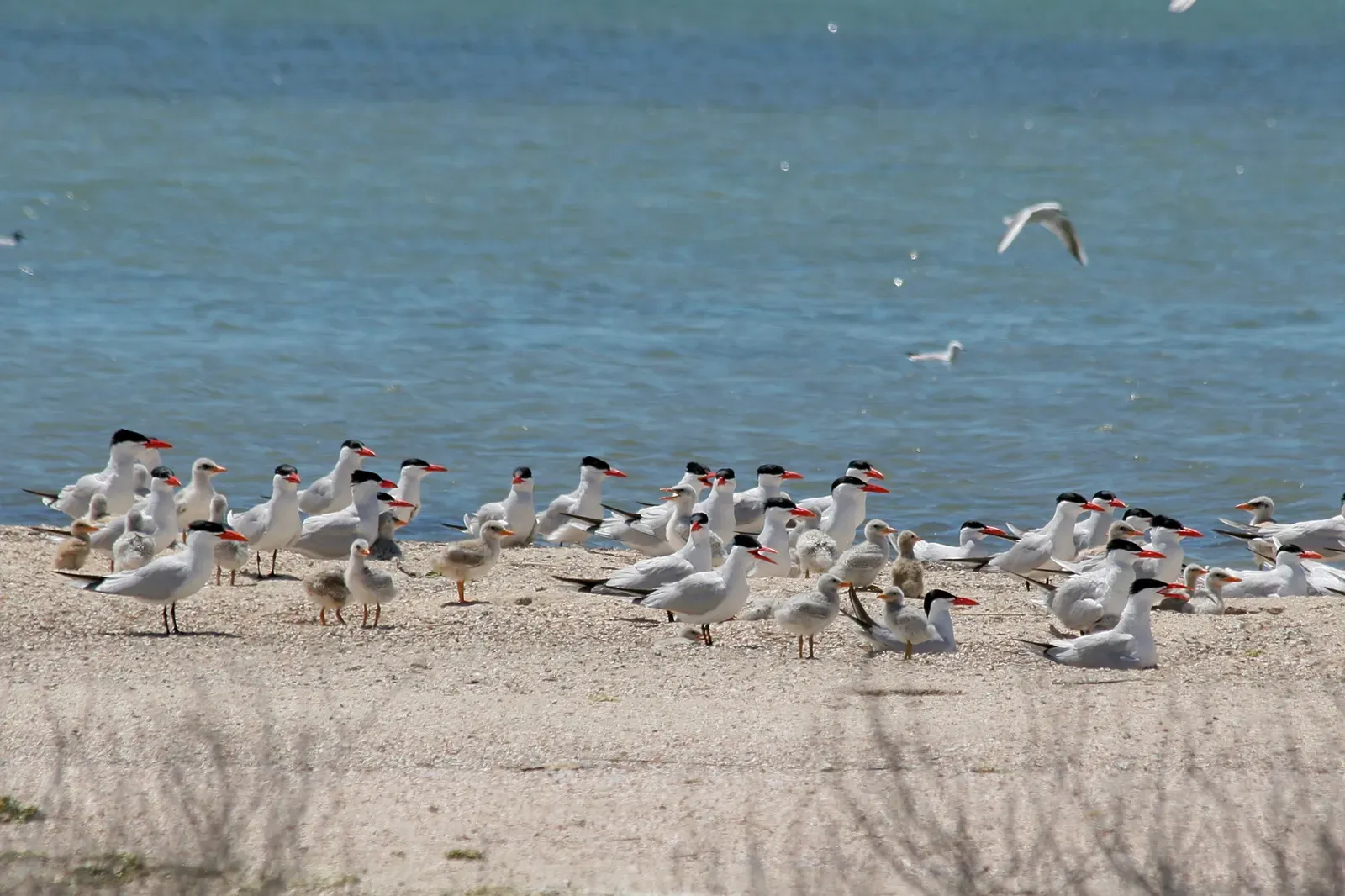 #4 - Terns Teach Migration, But Only If the Family Stays Together (By Yu Moskalenko, CC BY-SA 4.0)