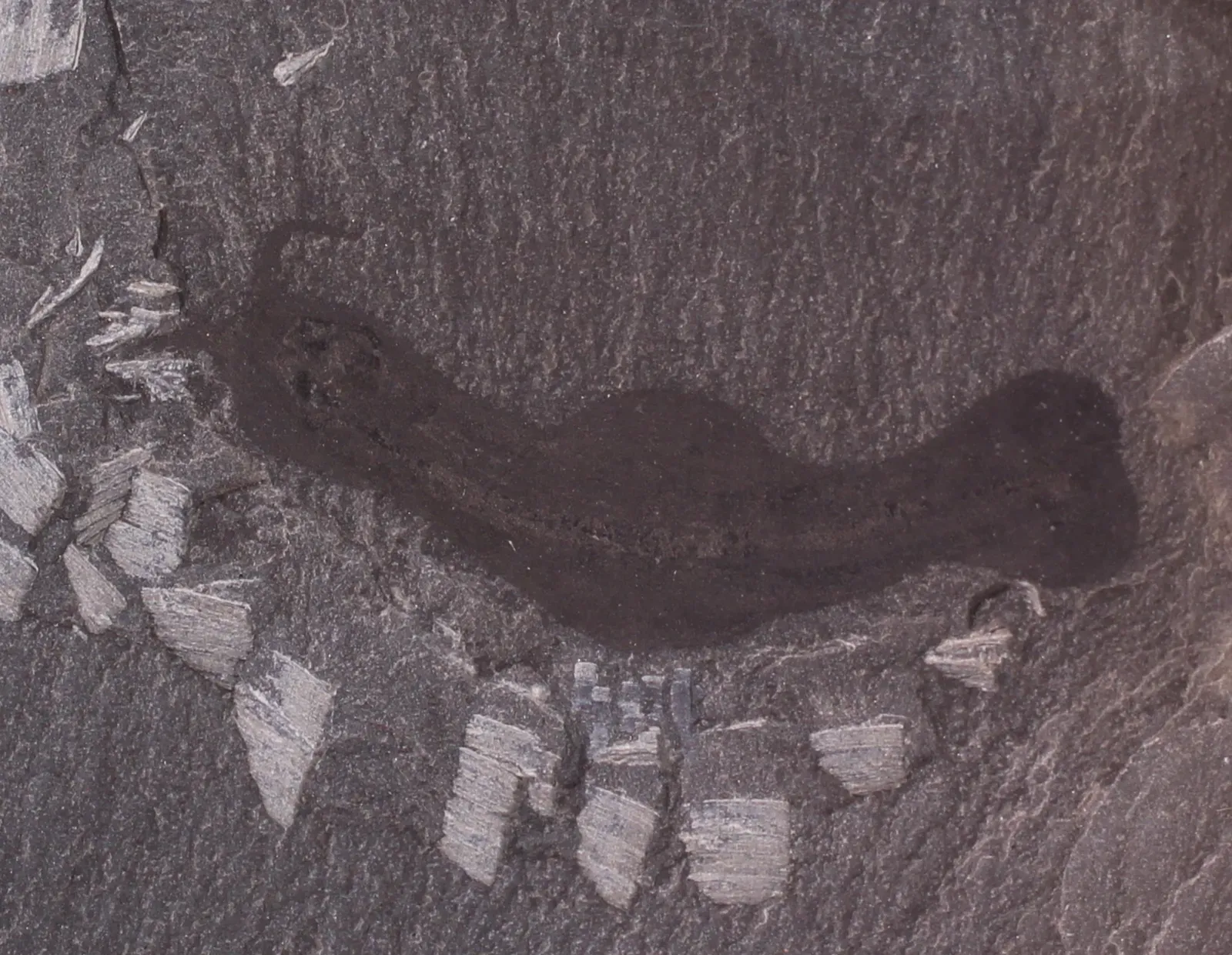 13. Amiskwia: The "Arrow Worm" That Isn't Actually an Arrow Worm (By Mark Florence, CC0)