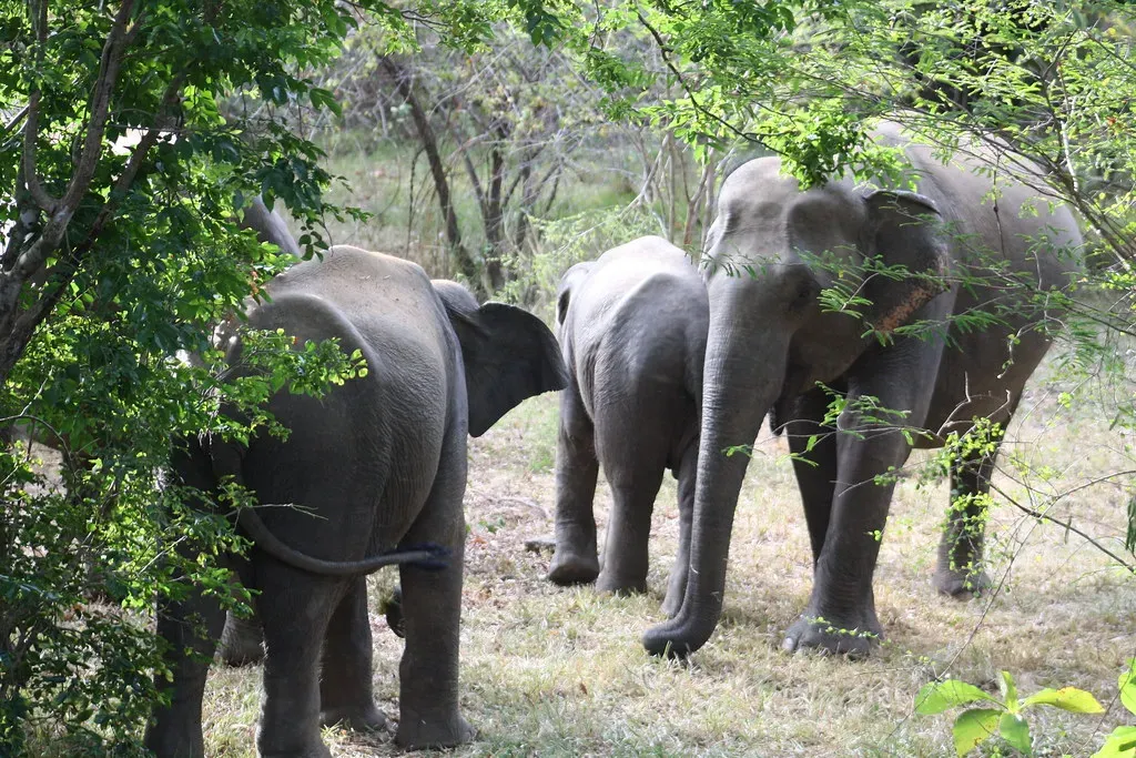 #4 - Elephants "Hear" Through Their Feet (shankar s., Flickr, CC BY 2.0)