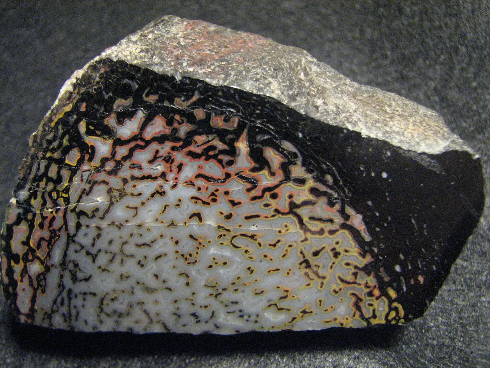 Soft Tissue Preservation Is Opening Doors Nobody Expected (Image Credits: Wikimedia)