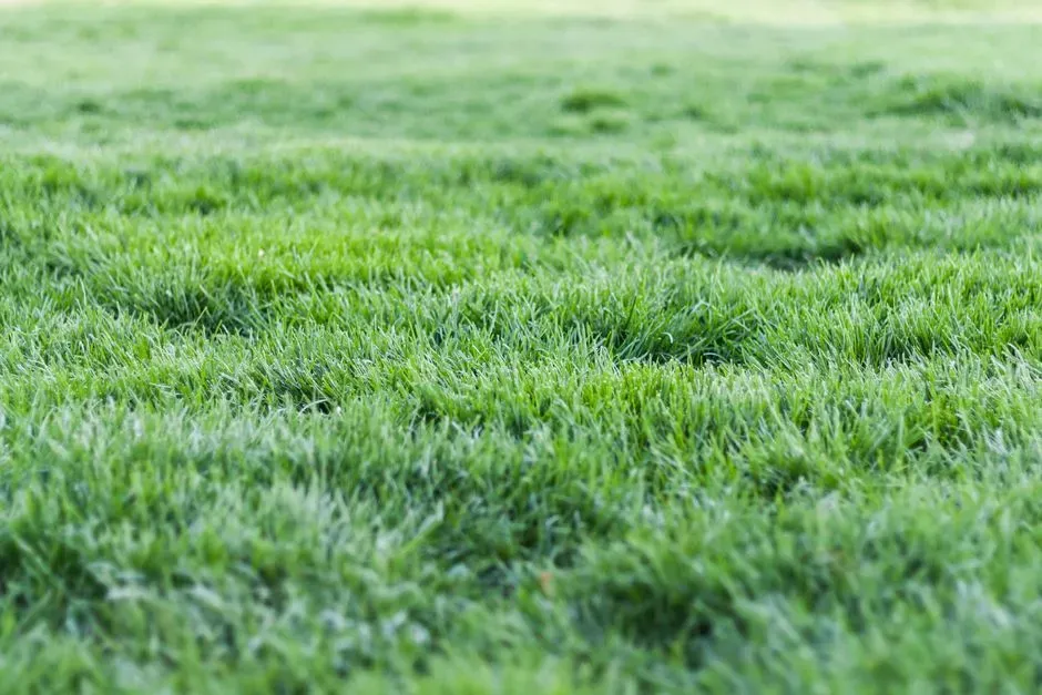 #8: Grasses – The Ancient Foundation of the Modern Lawn (Image Credits: Pexels)
