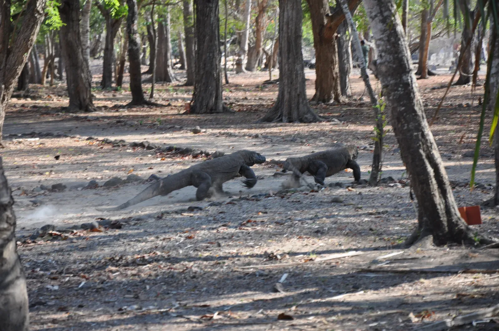 #8 - Dragons Are Somehow Immune to Their Own Bacteria-Soup Bites (Wild Komodo dragon - Komodo island, CC BY 2.0)