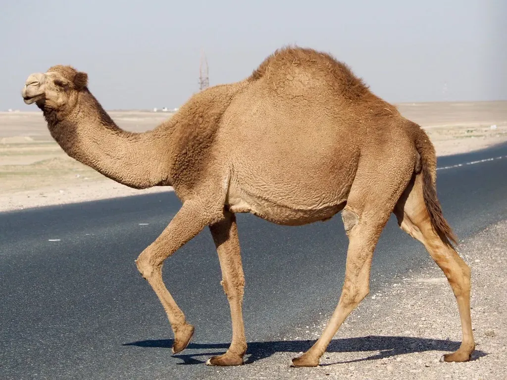 7. The Camel: The Desert's Unstoppable Engineer (Image Credits: Flickr)