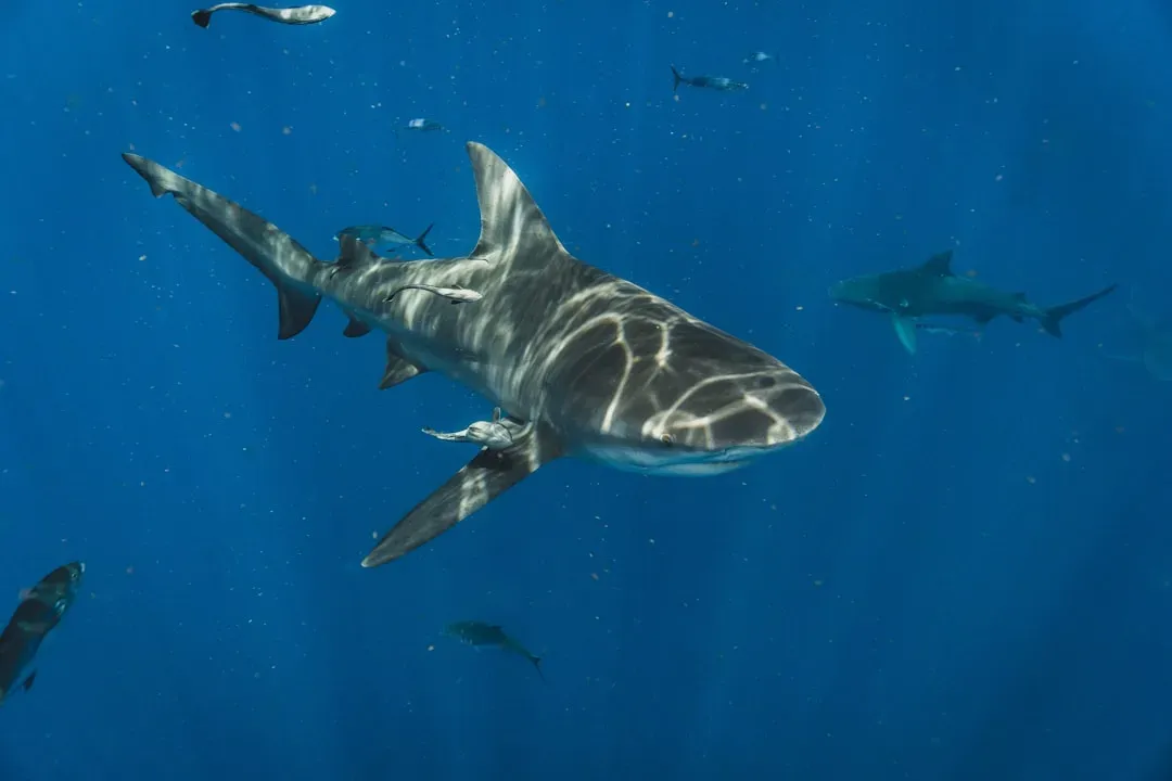 5. Sharks – ancient rulers of the seas (Image Credits: Unsplash)