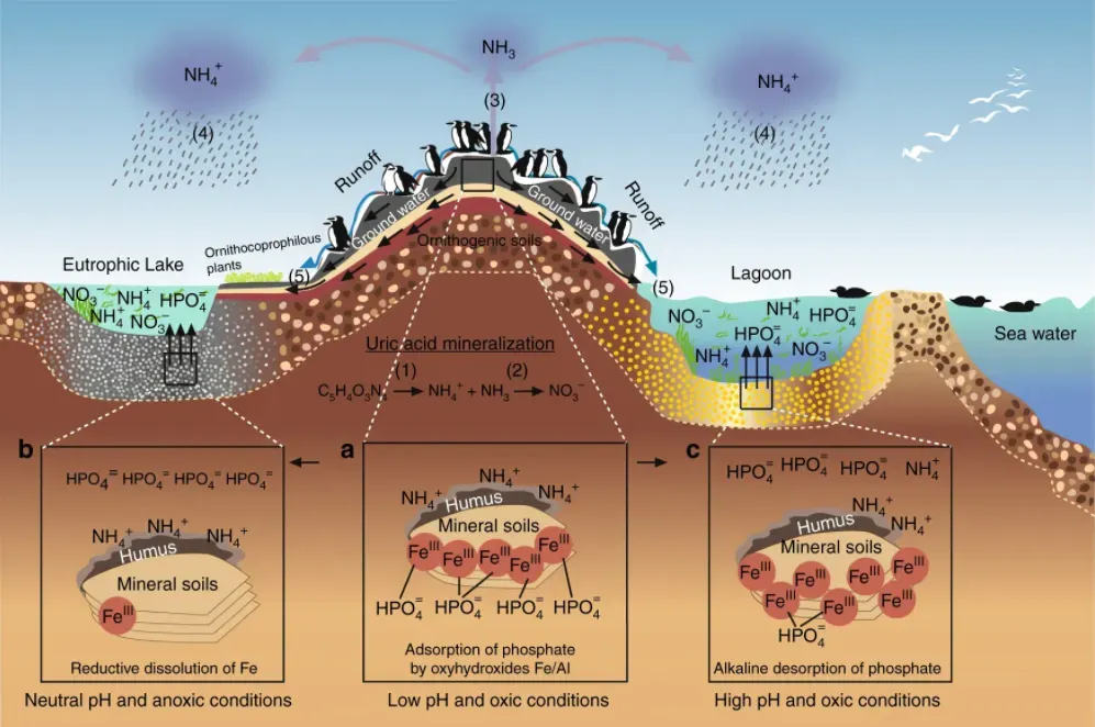 Oxygen Levels Frozen in Ancient Sediments (Image Credits: Wikimedia)