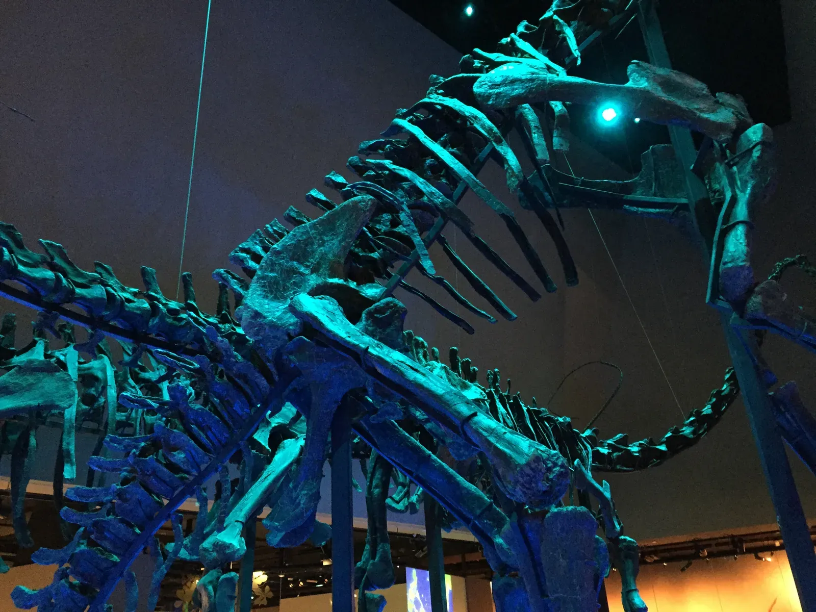 3. Hollow, Pneumatized Bones: Lightweight Architecture for Giant Bodies (By Jacklee, CC BY-SA 4.0)