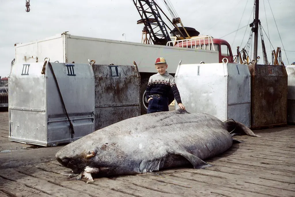 Sharks Older Than Dinosaurs: A Deep-Time Perspective (shark, 1960, CC BY-SA 2.0)