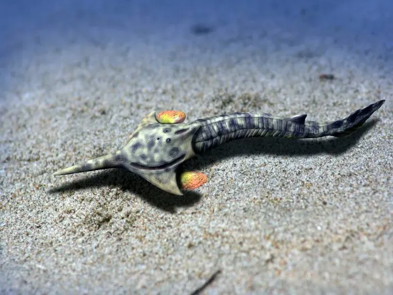 Pteraspidomorphs: Prehistoric Fish Wearing Built-In Helmets (By Nobu Tamura (nobu.tamura@yahoo.com), CC BY-SA 4.0)