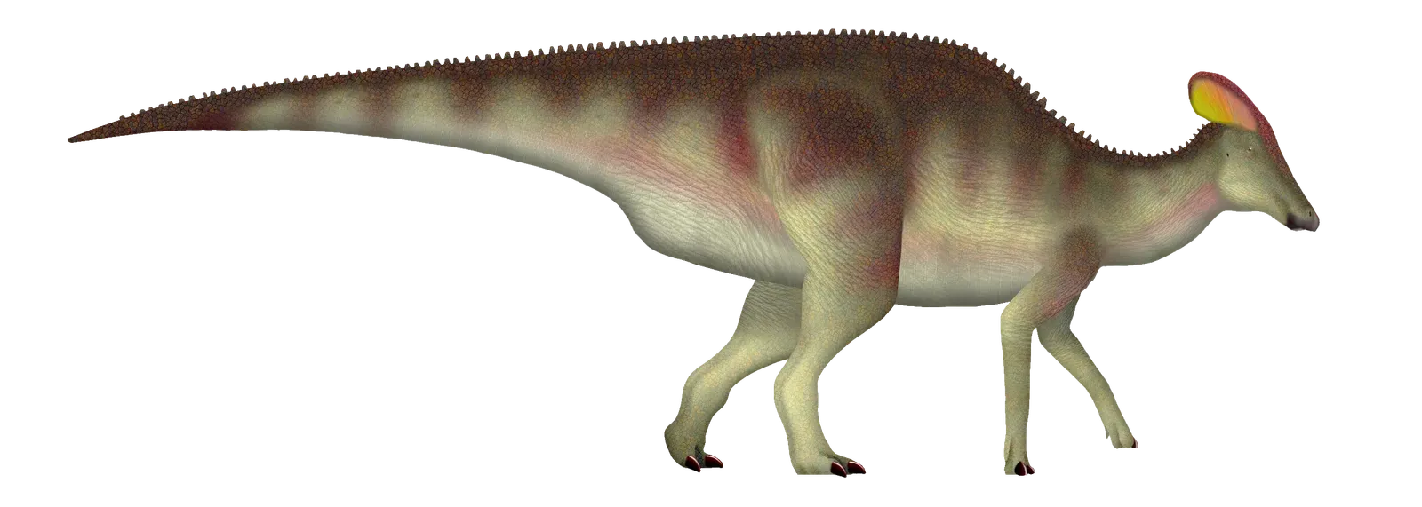 Hadrosaurs Had Built-In Sound Amplifiers (Image Credits: Wikimedia)