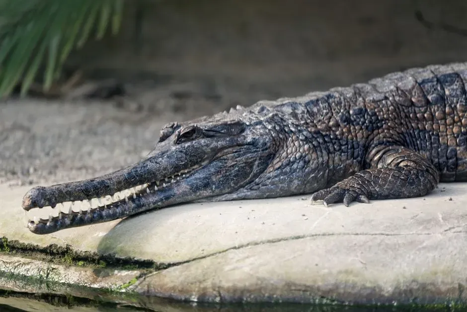 2. Crocodiles and the Ancient Croc-Line Raulers (Image Credits: Pexels)