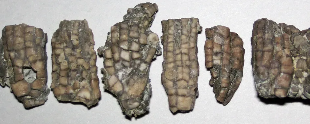 Soft Tissue Surprises: When Fossils Are More Than Just Bones (Image Credits: Flickr)