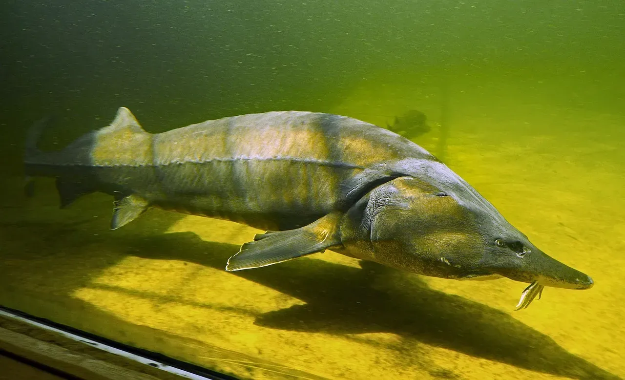 Capricorn – Sturgeon, the Armored Climber of Time’s River (Image Credits: Pixabay)