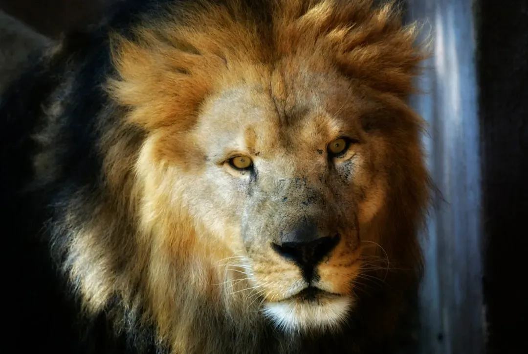 Leo: Let Your Light Shine Brighter (Image Credits: Unsplash)