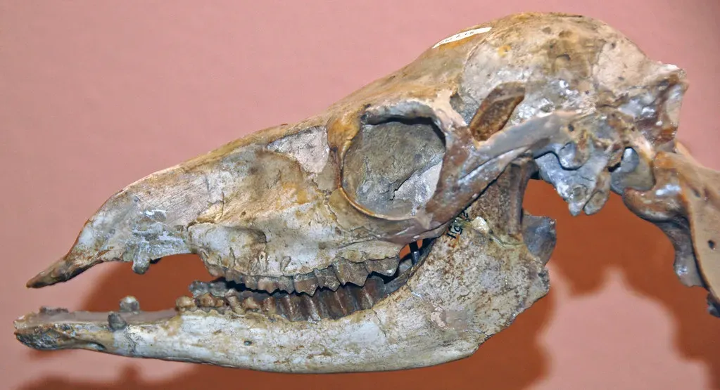 Dental Hypsodonty: High-Crowned Teeth for a Grass-Dominated World (James St. John, Flickr, CC BY 2.0)