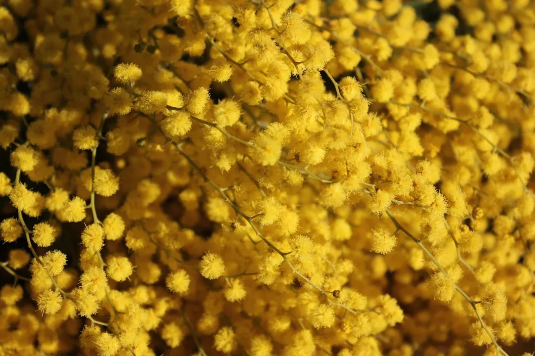 Pollen Grains Are Nature's Indestructible Time Capsules (Image Credits: Unsplash)