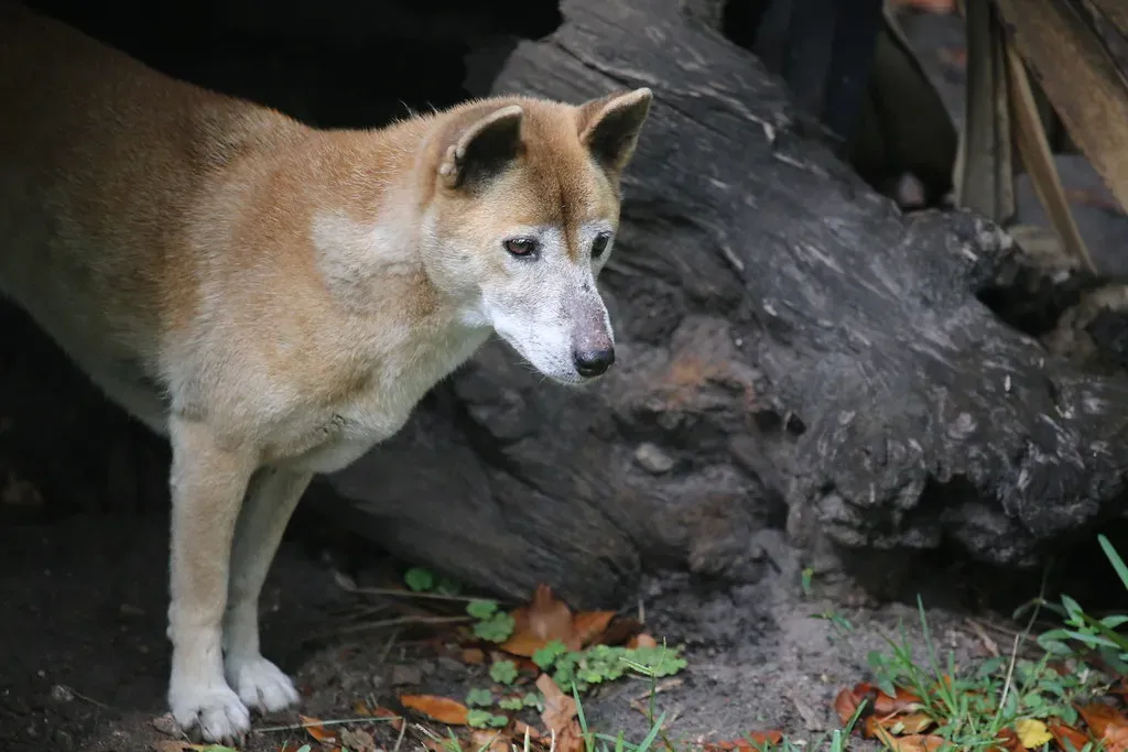 #11 - New Guinea Highland Wild Dog: The Ghost Dog of the Mountains (cuatrok77, Flickr, CC BY-SA 2.0)
