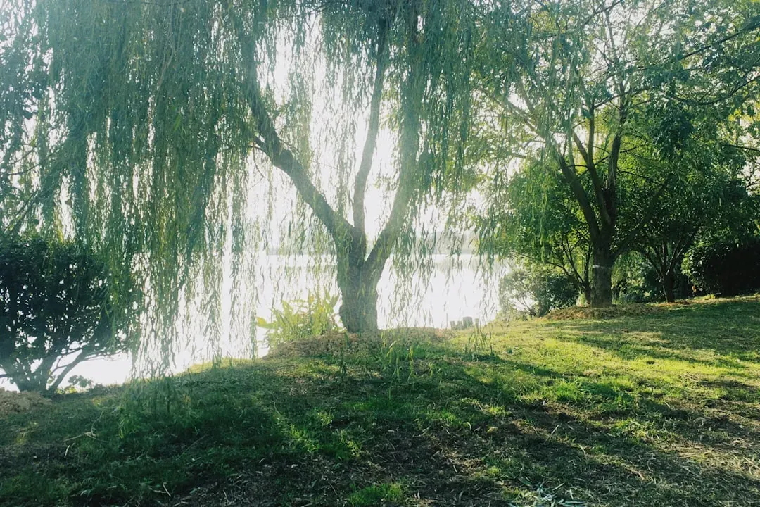 Cancer – The Willow, Emotional Keeper of the Water’s Edge (Image Credits: Unsplash)