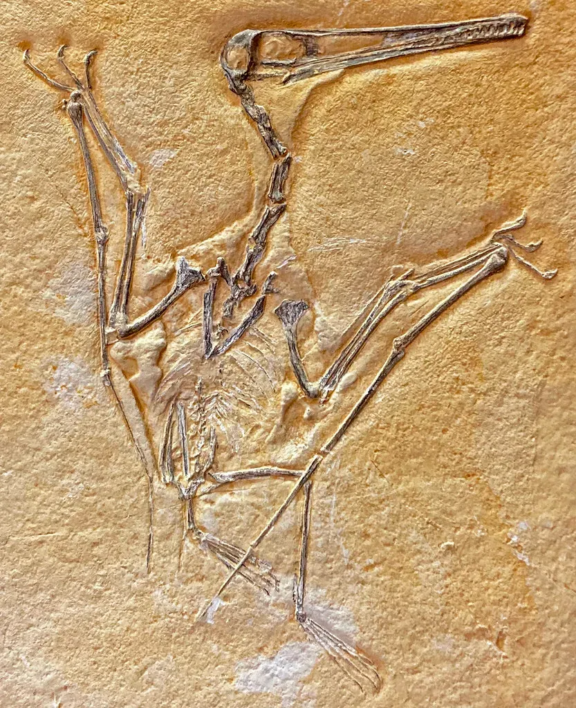 #11 - The "Oldest Pterosaur" Title Keeps Getting Pushed Further Back (James St. John, Flickr, CC BY 2.0)