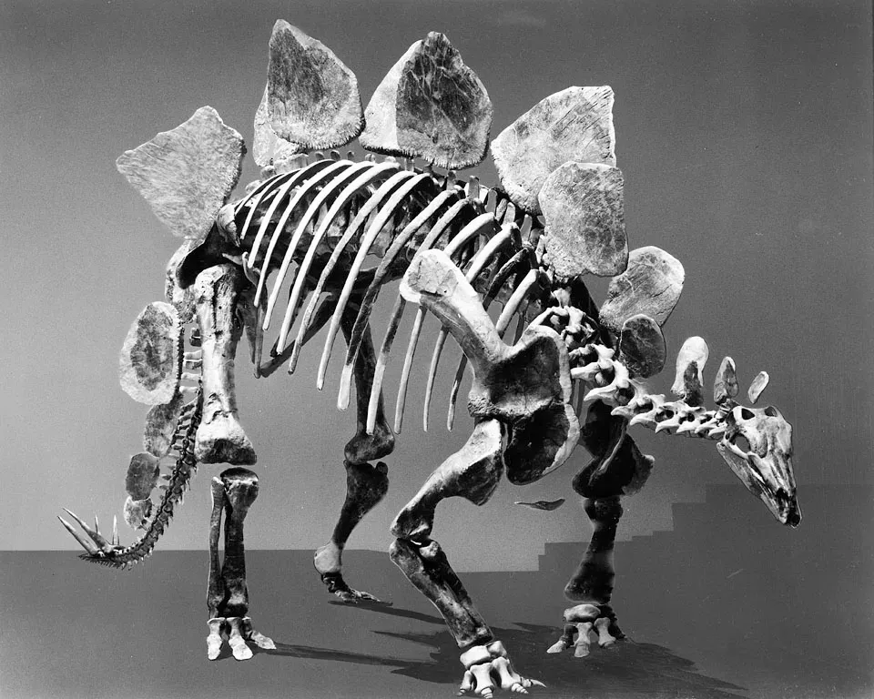 #11 - The Iconic Skeleton Was Secretly a Frankenstein Mashup (By Unknown authorUnknown author, Public domain)