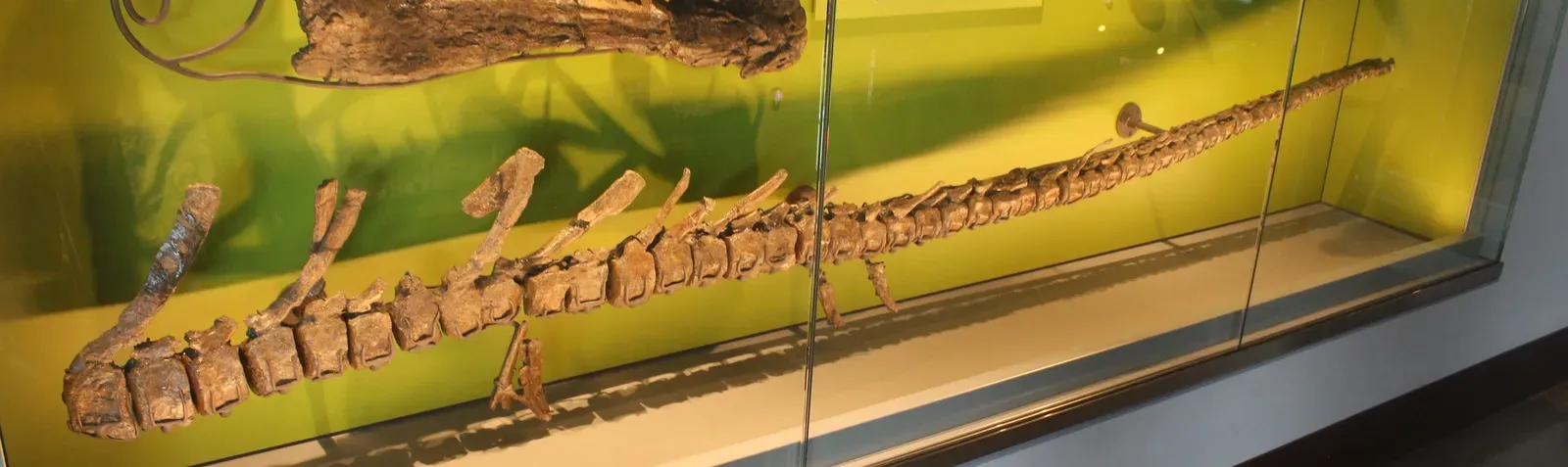 California Takes the Crown (Image Credits: Wikimedia)