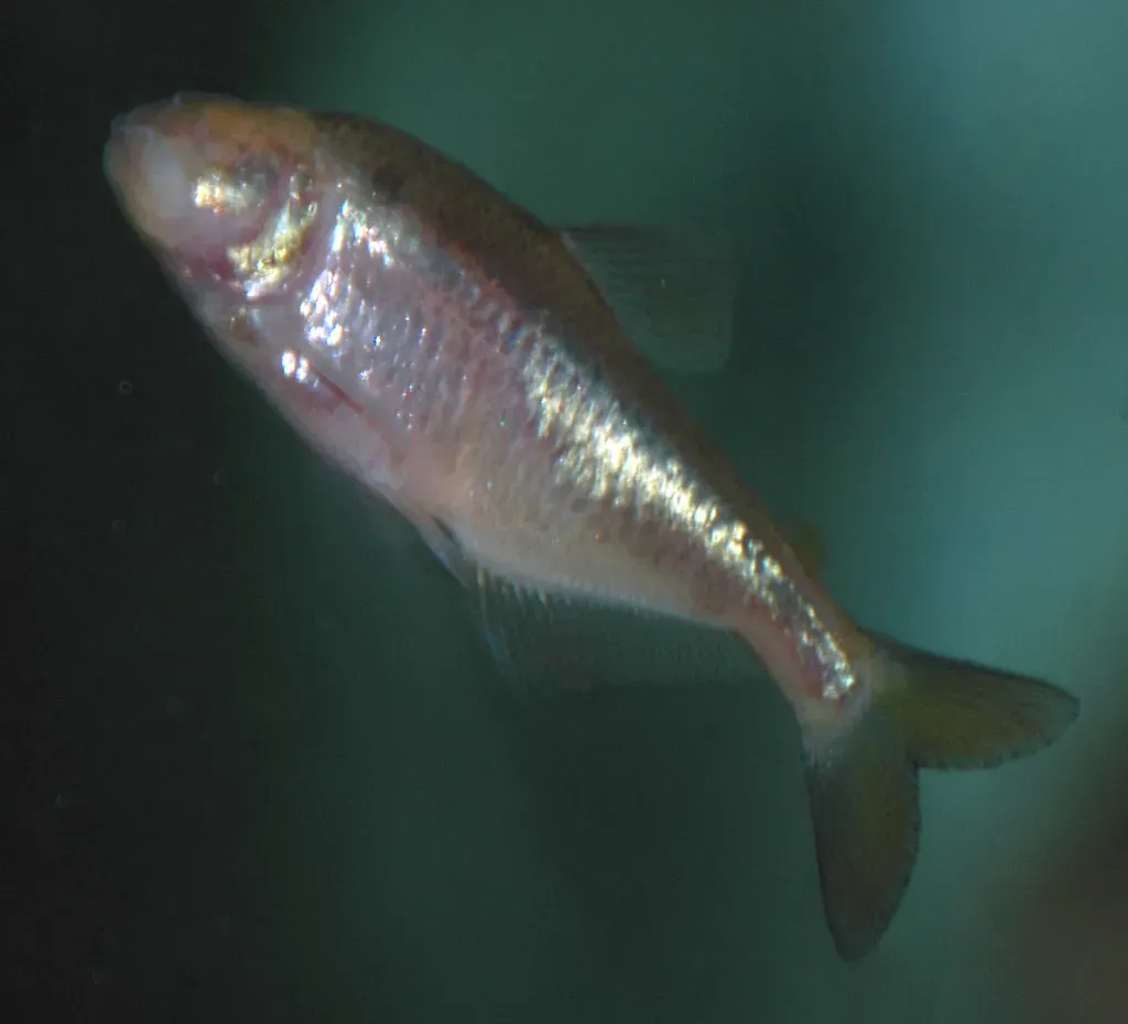 4. Evolution can go backwards - or look like it does (James St. John, Flickr, CC BY 2.0)