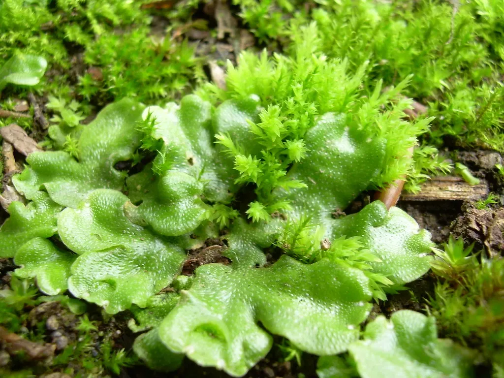 #11: Liverworts and Tiny Bryophytes – The Damp-Loving Specialists (aliivibrio, Flickr, CC BY 2.0)