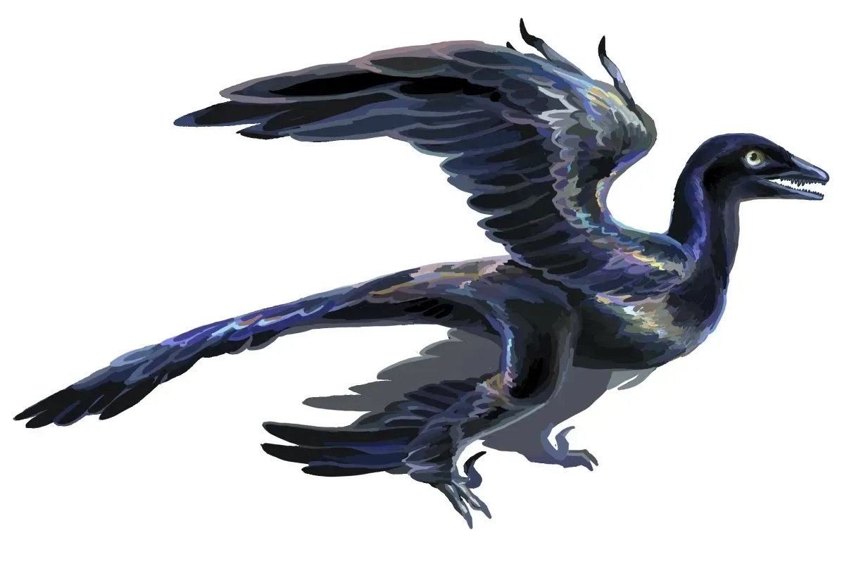 Microraptor: The Four-Winged Glider (By Entelognathus, CC BY-SA 4.0)