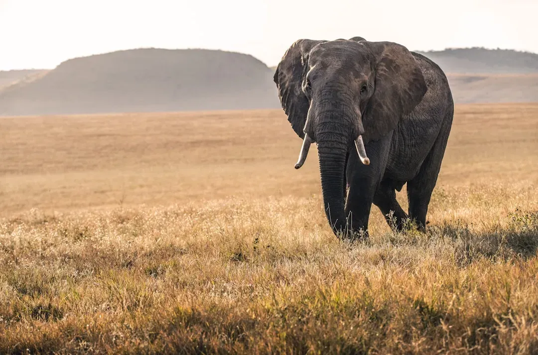 The African Elephant: Living Proof That Giants Still Walk Among Us (Image Credits: Unsplash)