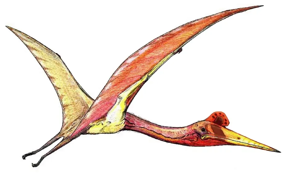 #3 - The Biggest Pterosaurs Flew Right at the Edge of What Physics Allows (Transferred from ru.wikipedia to Commons., Public domain)
