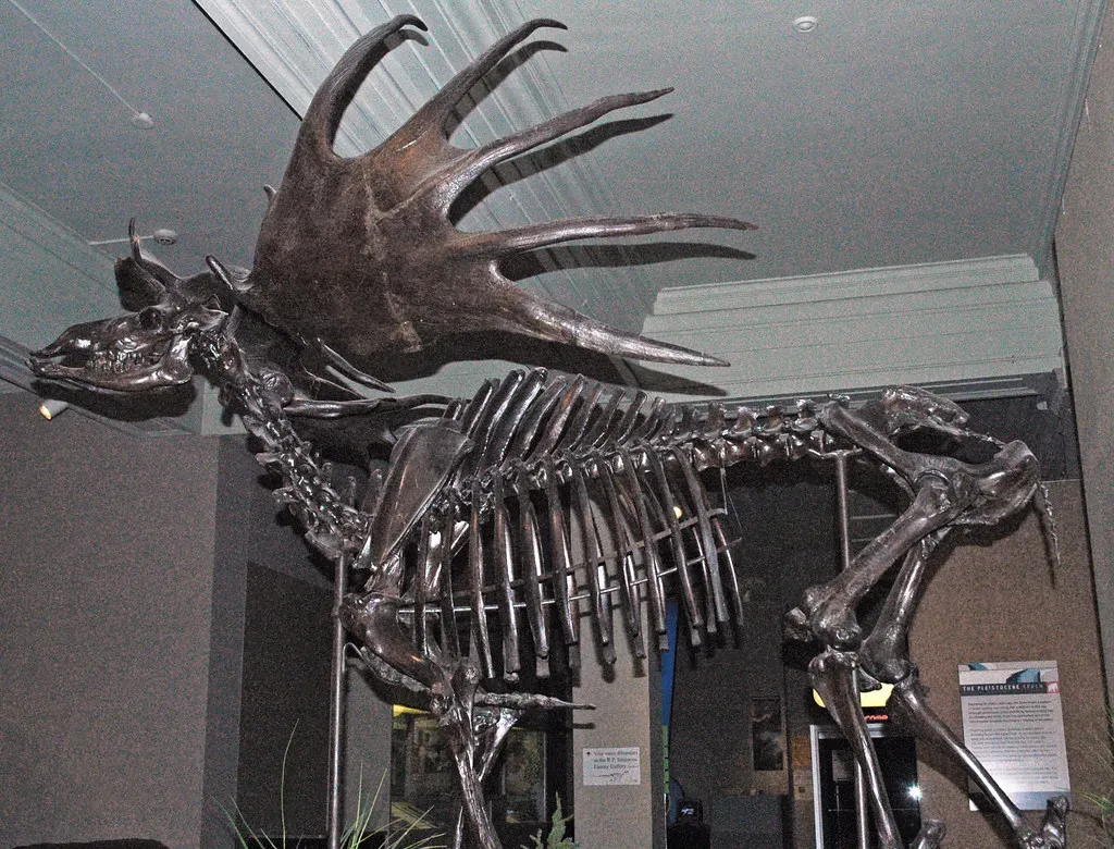 #6 - The Irish Elk: Antlers Like Portable Trees (James St. John, Flickr, CC BY 2.0)