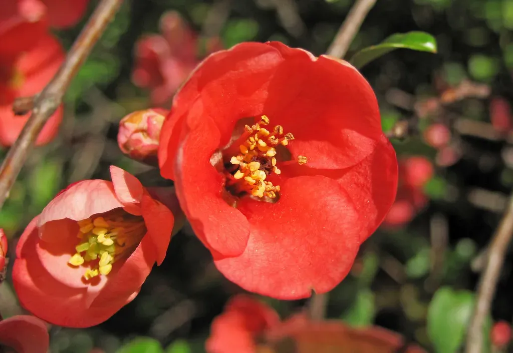 Cretaceous Flowering Plant Revolution: A Changing Menu (Image Credits: Flickr)