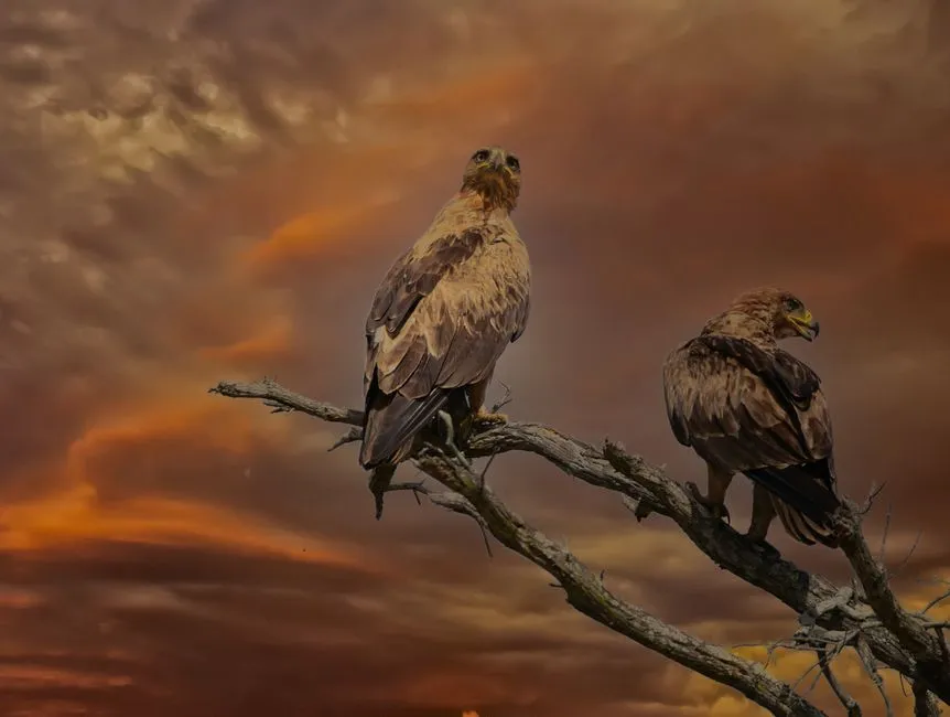 Conclusion: The Sky Has Always Been a Dangerous Place (Image Credits: Pexels)