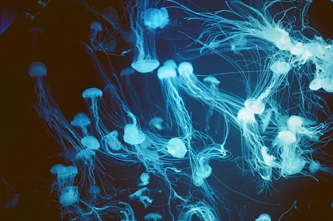 Pisces – Jellyfish, the Drifting Ghosts From Before Bones Existed (Image Credits: Unsplash)