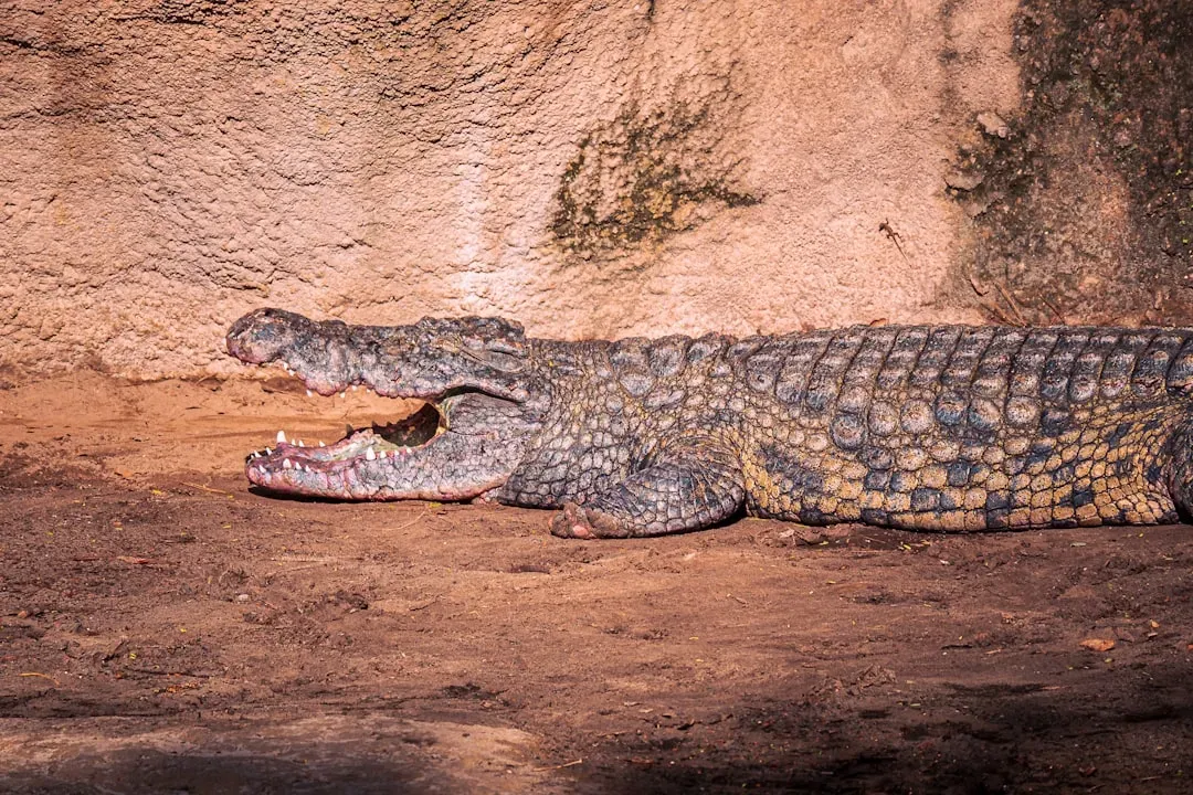 The Legacy of Earth's True Survivors (Image Credits: Unsplash)