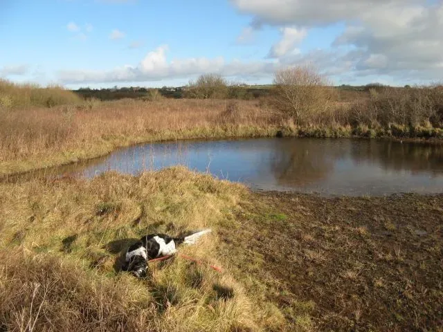 4. The Warm Little Pond: Darwin's Own Guess Was Surprisingly Close (Geograph Britain and Ireland, CC BY-SA 2.0)