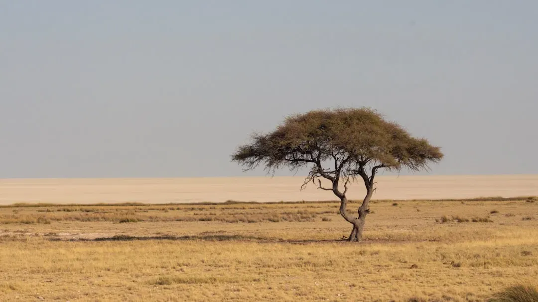 From forests to grasslands: how a million-year dry phase rewrote African landscapes (Image Credits: Unsplash)