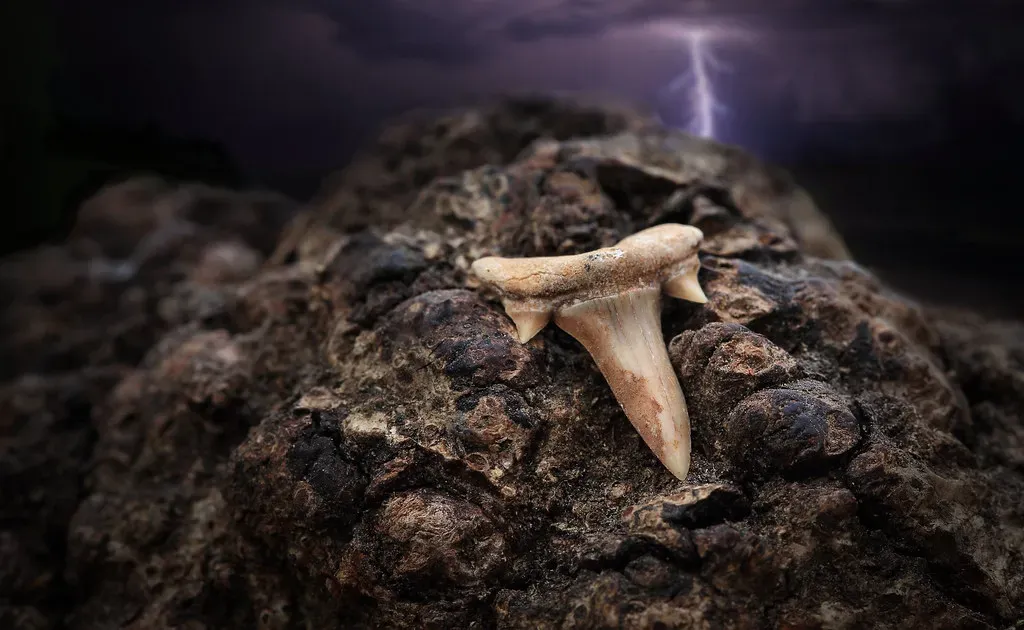 #6 – Shark Teeth Embedded in Mountains Thousands of Meters High (Kevin Rheese, Flickr, CC BY 2.0)