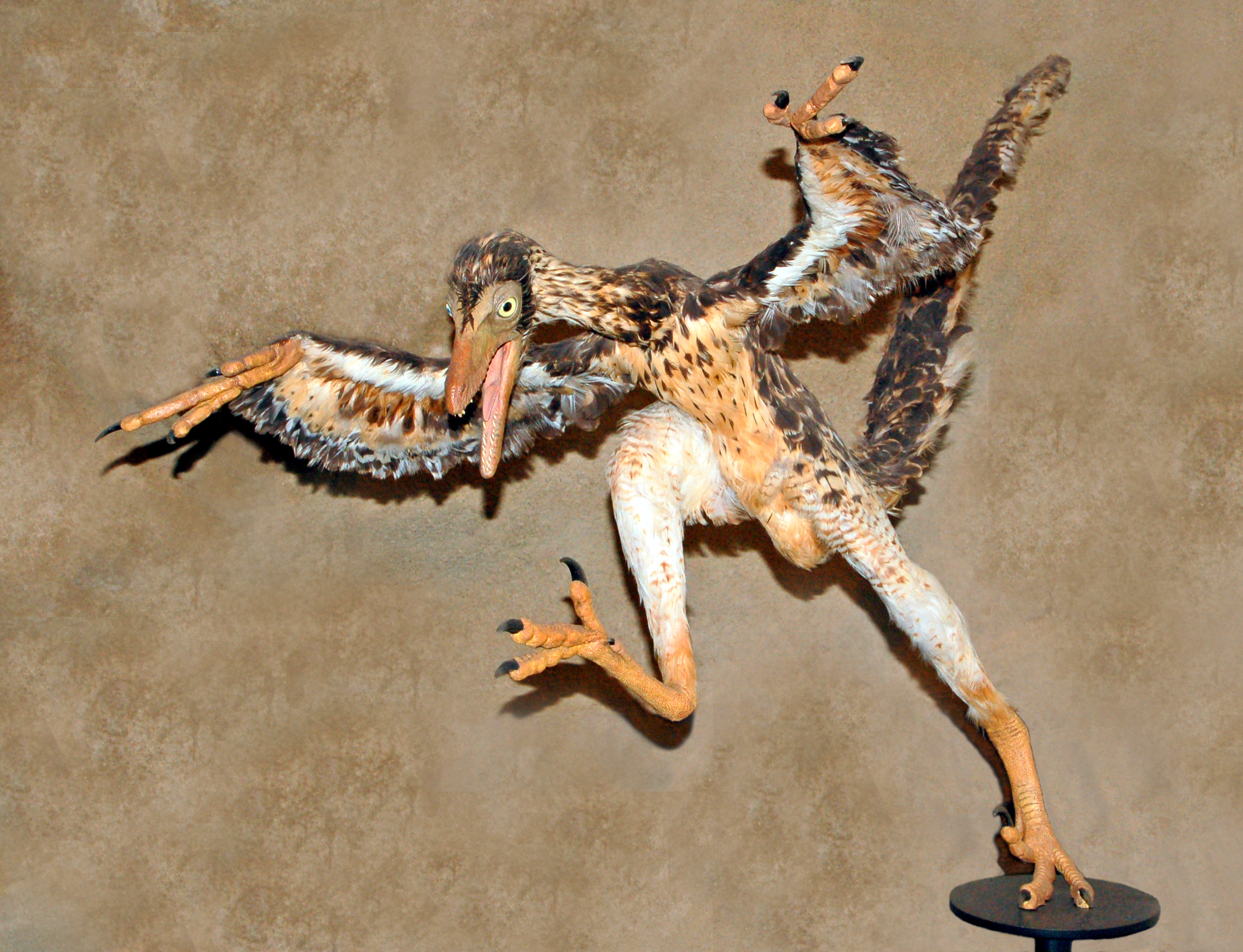 Flight Evolution and Wing Development (Image Credits: Wikimedia)