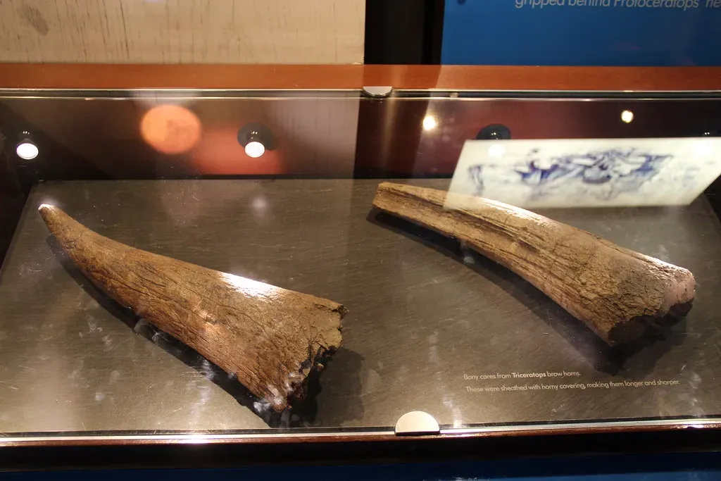 #13 - Its Horns Were Mistaken for a Giant Bison (Image Credits: Flickr)