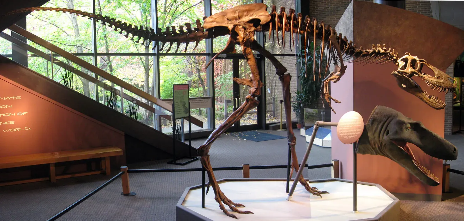 New Species, New Questions: The Discovery of Nanotyrannus (Image Credits: Wikimedia)