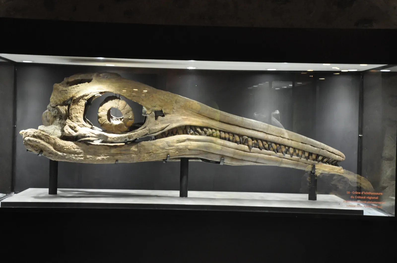3. Ichthyosaur Brains Were Built Around Vision (By ADT 04, CC BY 2.0)