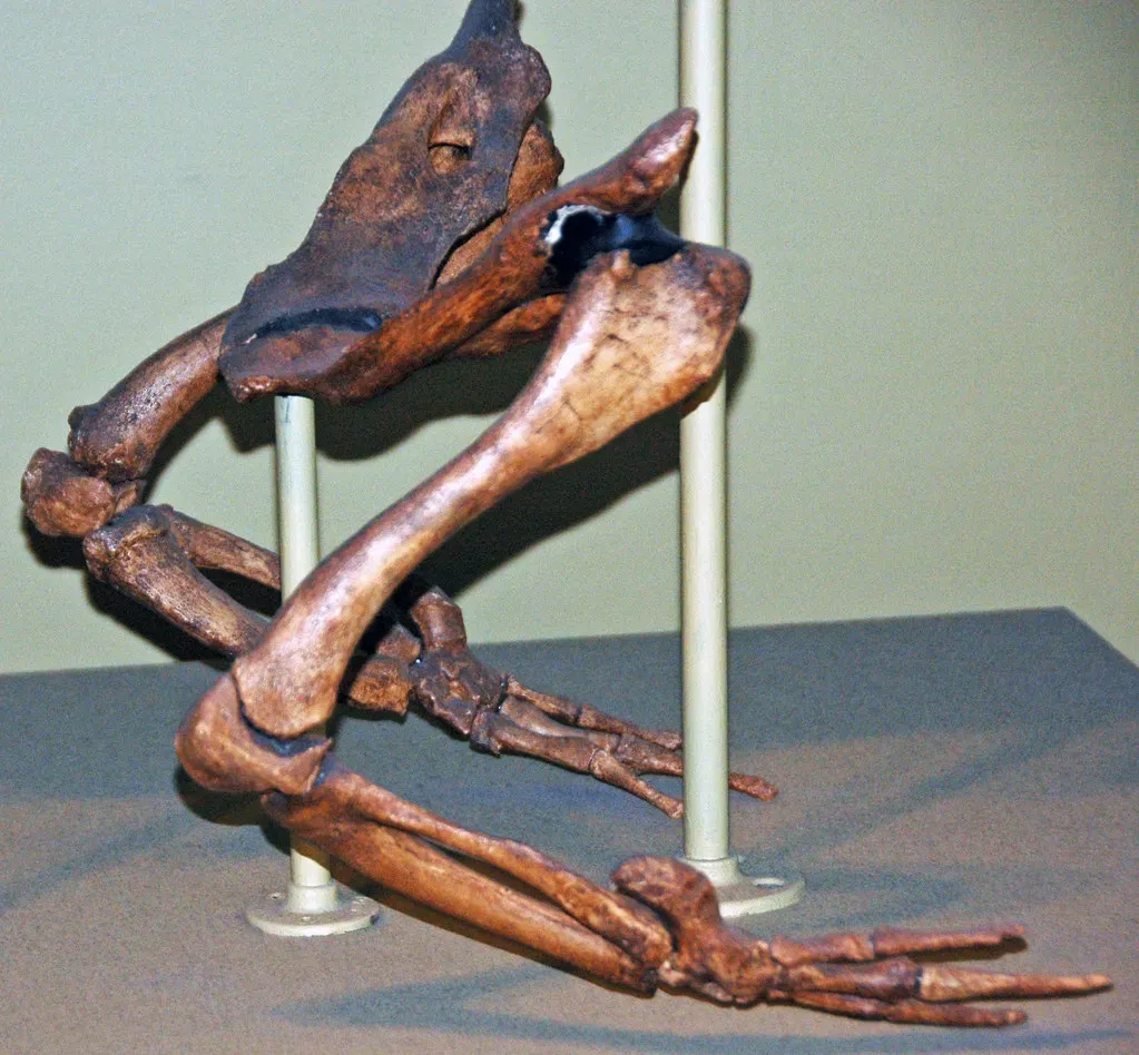 Hooves, Hips, and Ankles: How We Know They Were Once Land Mammals (James St. John, Flickr, CC BY 2.0)