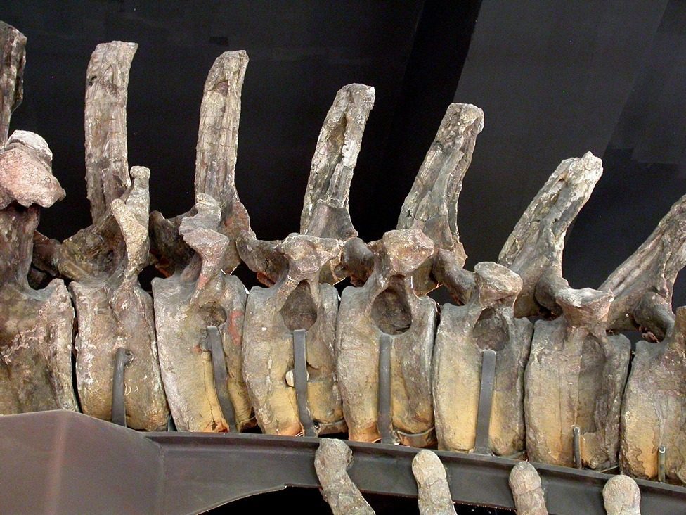 Pneumatic Vertebrae: Engineering Marvels in Bone (Image Credits: Wikimedia)