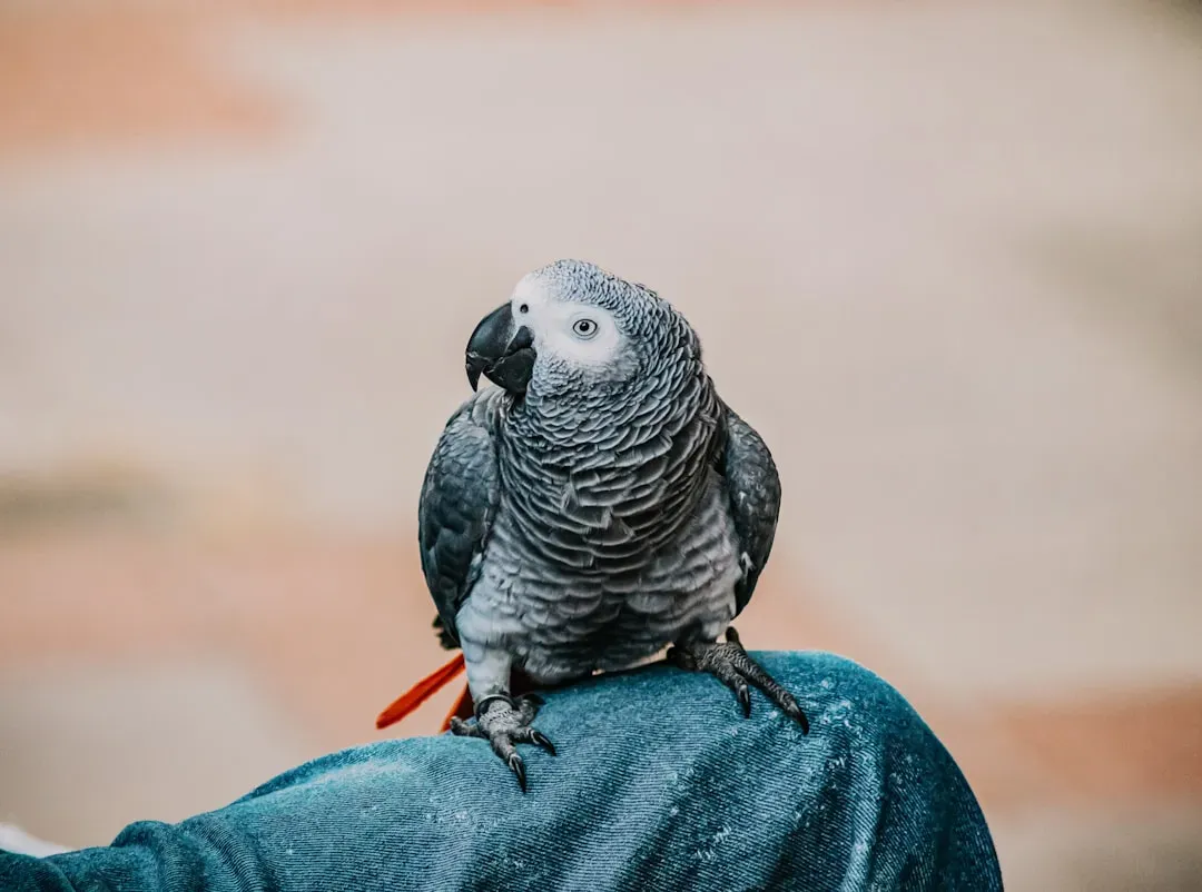 The Bird Connection: Intelligence That Survived Extinction (Image Credits: Unsplash)