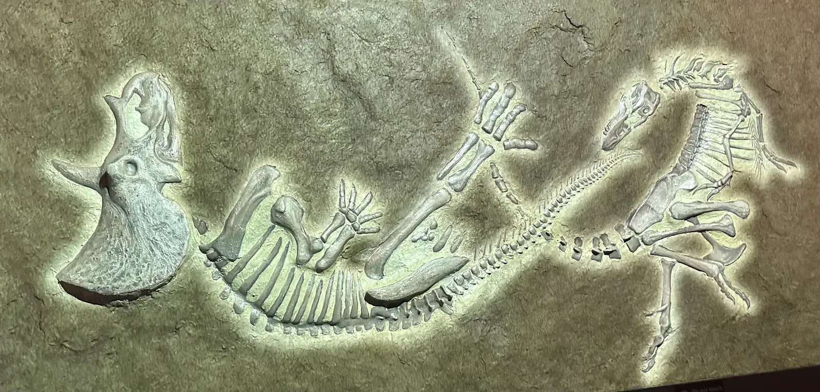 #2 - The Fossil Fight That Became a Legal Battle (By Geekgecko, CC0)