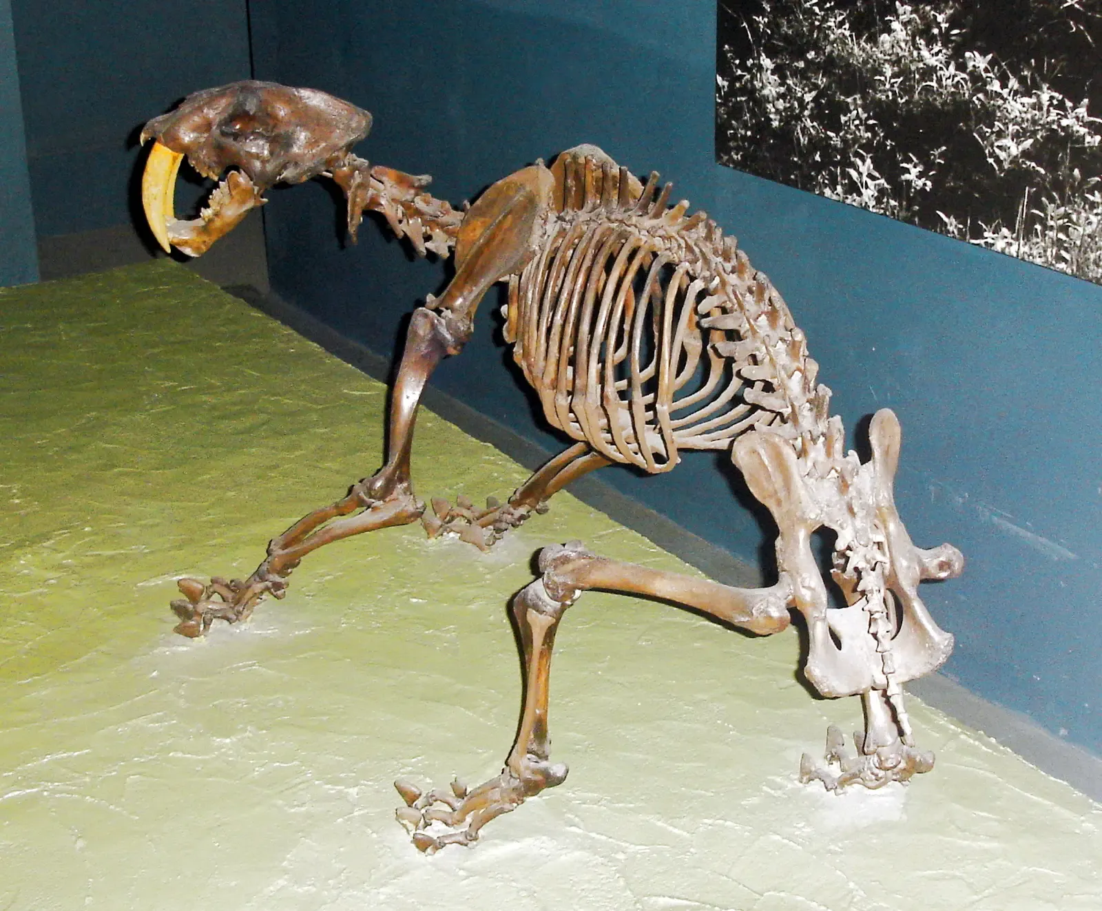 #10 - It Could Survive Injuries That Would Kill Any Solitary Hunter (Transferred from en.wikipedia to Commons., Public domain)
