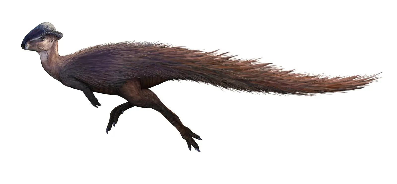 8. Stegoceras – the head‑butting roommate with no respect for walls (By FunkMonk, CC BY-SA 4.0)