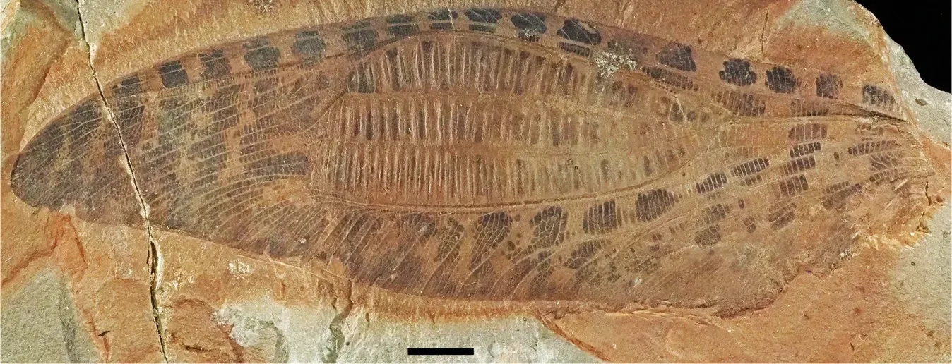 9. Giant Insects That Buzzed and Sang Like Living Instruments (Image Credits: Wikimedia)