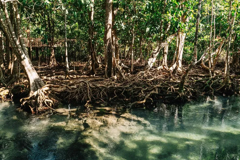 Tropical Swamps Where Snowy Forests Stand Today (Image Credits: Pexels)